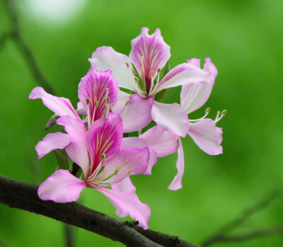 【叁月花开】紫荆花——花语:亲情,和睦,家业兴旺.