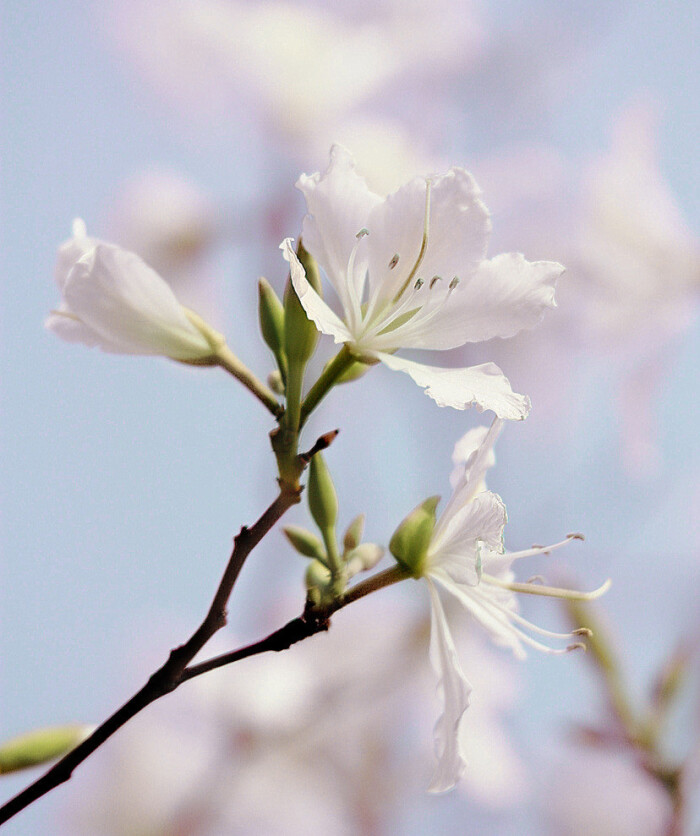 【叁月花开】紫荆花——花语:亲情,和睦,家业兴旺.