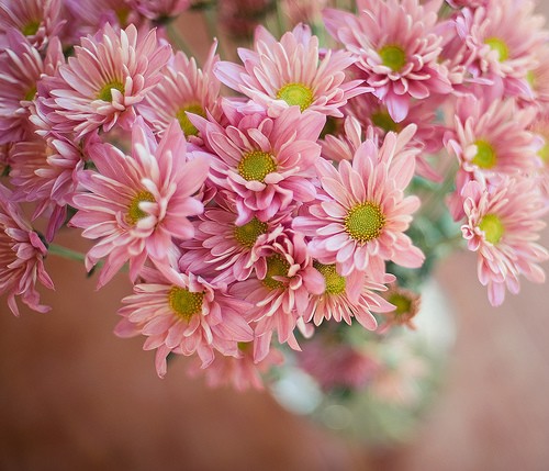 叁月花开 雏菊 马头兰花 延命菊 春菊 太阳菊 花语 隐藏在心中的爱 回忆里的爱情 比等待中的爱情 更令人痛苦 堆糖 美图壁纸兴趣社区