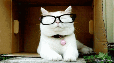 摘下眼镜的猫咪,超萌眯眯眼gif动态图