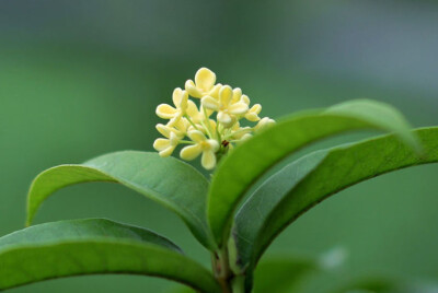 【叁月花开】月桂(香叶树—花语:蛊惑.