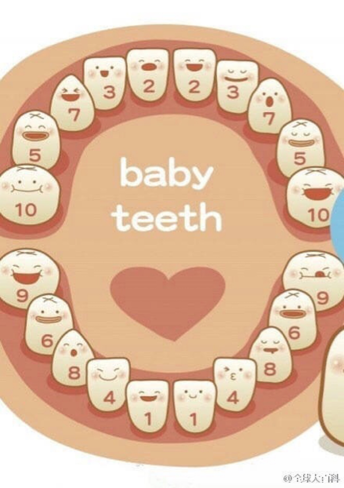 婴儿长牙顺序图片（这些症状说明宝宝正处在长牙期）-幼儿百科-魔术铺