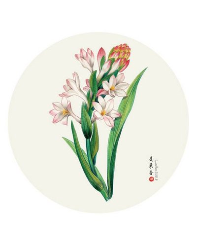 彩铅花卉