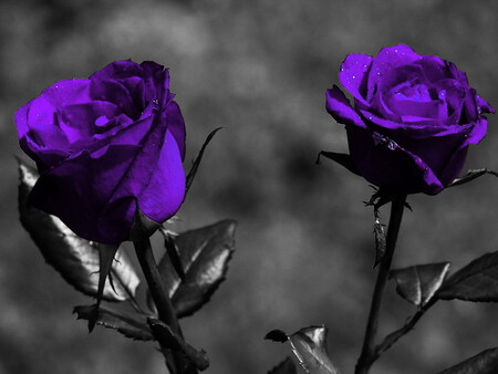紫色玫瑰花语:忧郁.梦幻,爱做梦.