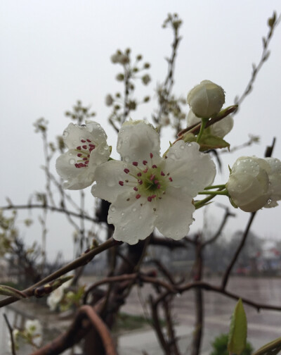 梨花带雨图片