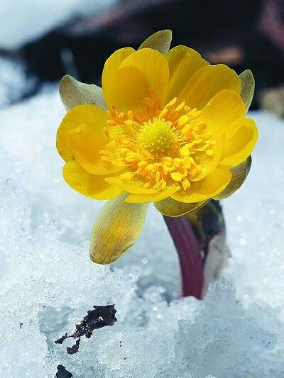 冰天雪地里的花