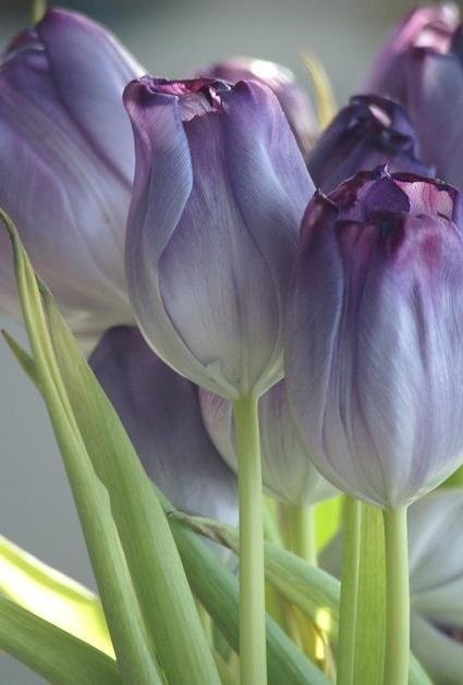 郁金香 tulips.是荷兰的国花.