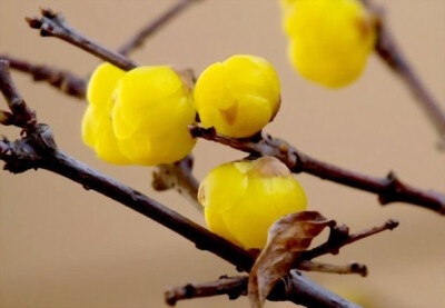 腊梅花与梅花不同点:①花朵颜色不同.