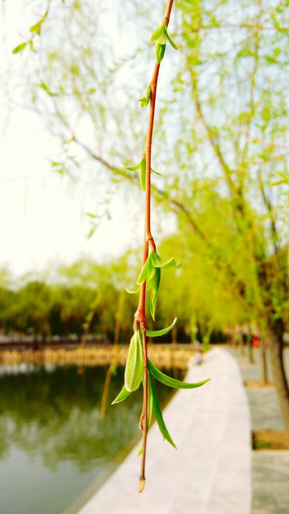 柳 堆糖,美图壁纸兴趣社区