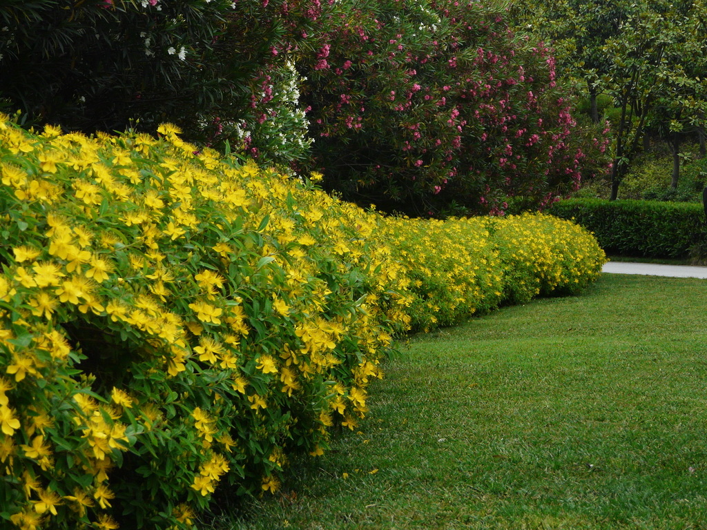 金丝桃hypericum monogynum l.又叫土连翘,藤黄科金丝桃属植物.