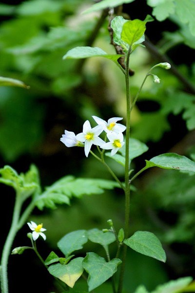 龙葵solanum nigrum.又称乌籽菜,天茄子,牛酸浆,乌甜菜.