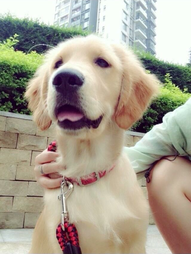 金毛犬