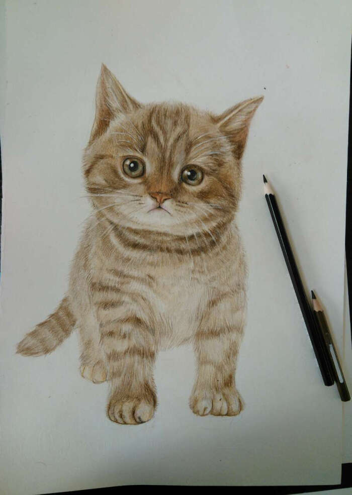 彩铅手绘小猫