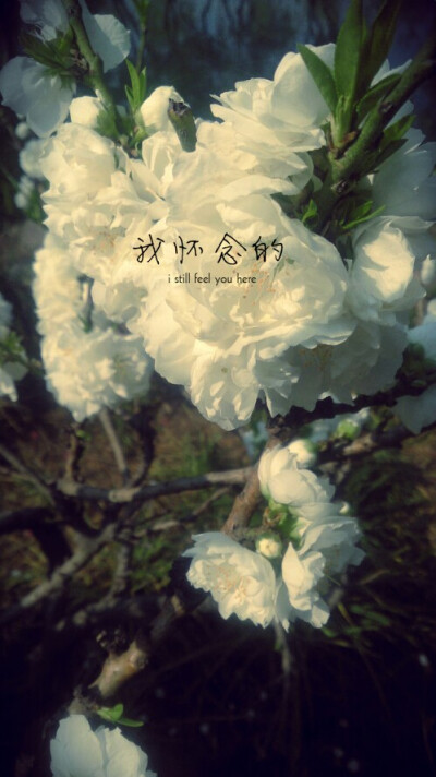 我怀念的偶像练习生