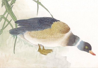 中国古典工笔花鸟-伸脖子喝水的大雁