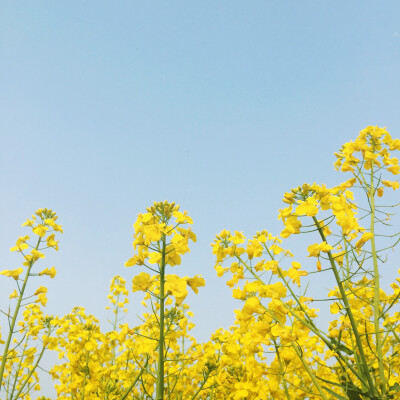 油菜花盛开的季节,满眼的金黄色,心情格外地舒心温暖.