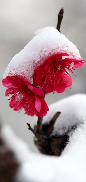 一枝红梅能傲雪,冰雪世界的一点红.梅花为… - 堆糖