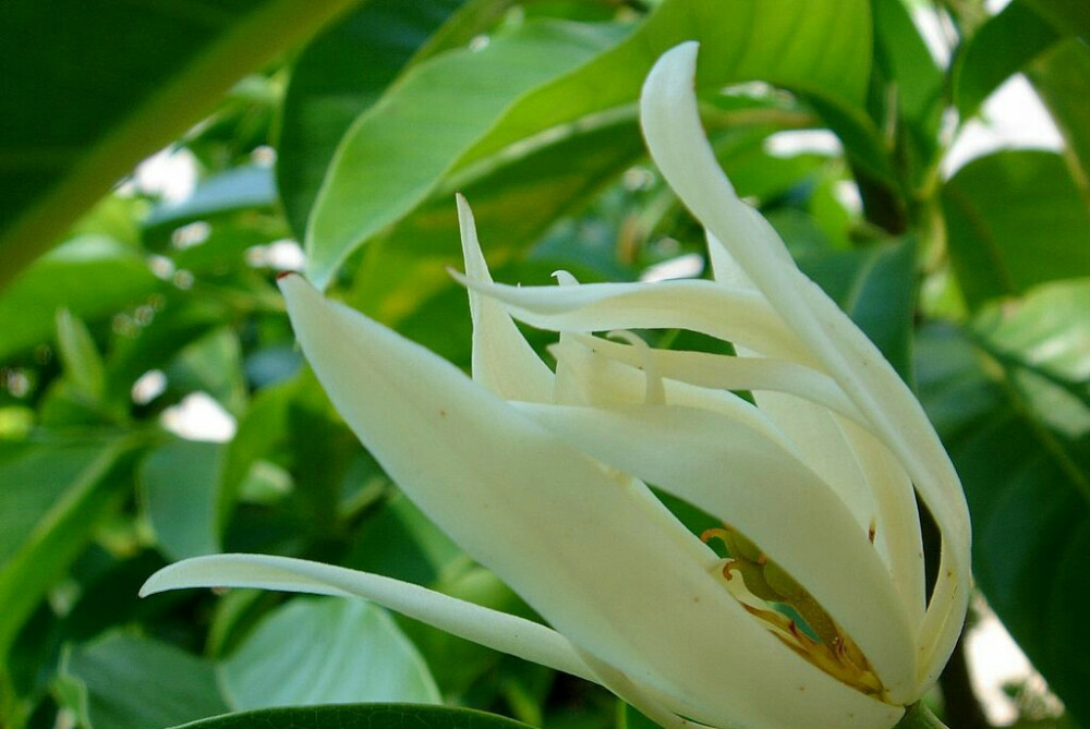 【肆月花开】白兰花(白缅花,白兰花,缅桂花,四川称为黄桷兰—花语