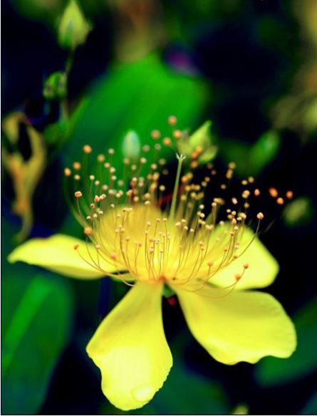 金丝桃hypericum monogynum l.又叫土连翘,藤黄科金丝桃属植物.