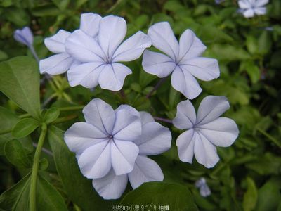 1生日花:山木蓝(annual mercury) 花语… - 堆糖,美