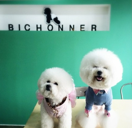 比熊犬 - 堆糖,美图壁纸兴趣社区
