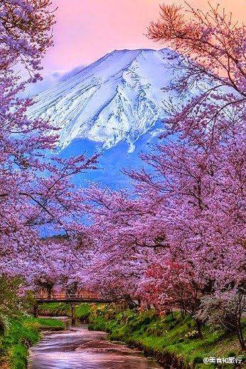 日本.樱花.富士山