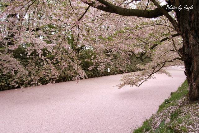 日本.樱花河