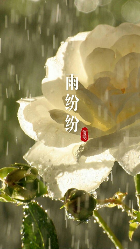 清明时节雨纷纷#手机壁纸