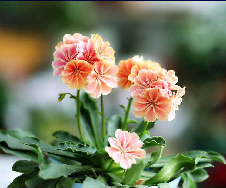 露薇花lewisia cotyledon.别名琉维草.花期早春至夏.