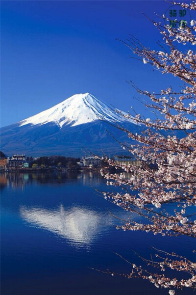 日本樱花富士山