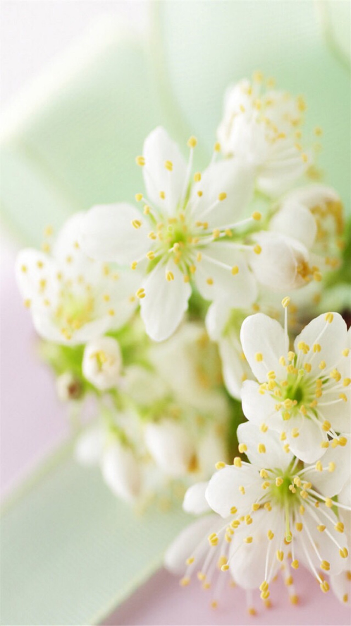 素雅唯美鲜花特写