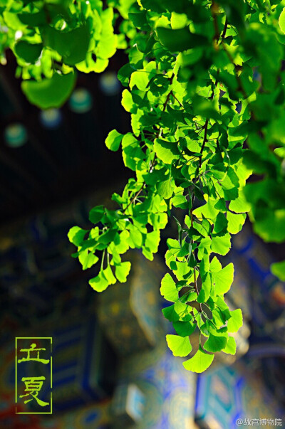 古有谚语:"立夏小满,雨水想赶".照片取自@故宫博物院