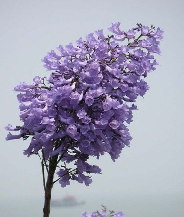 蓝花楹jacaranda mimosifolia d. don.紫葳科落叶乔木,高达15米.