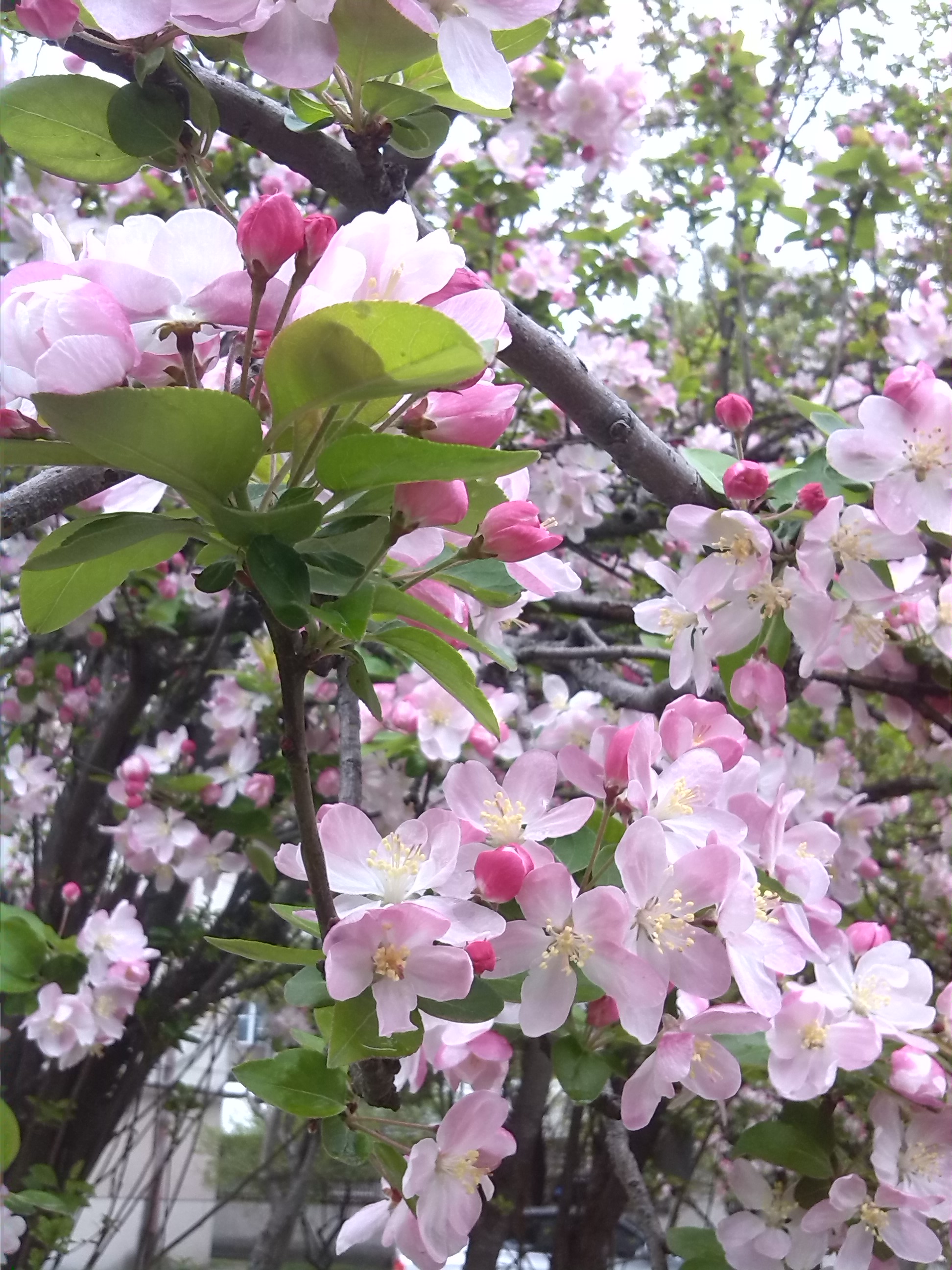 海棠花,表示游子思乡,离愁别绪,温和,美丽,快乐.秋海棠象征苦恋.