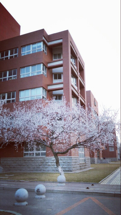 沈阳师范大学的樱花