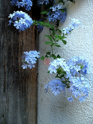 别名:蓝花丹,蓝雪丹,蓝花矶松,蓝茉莉.原产于南非.