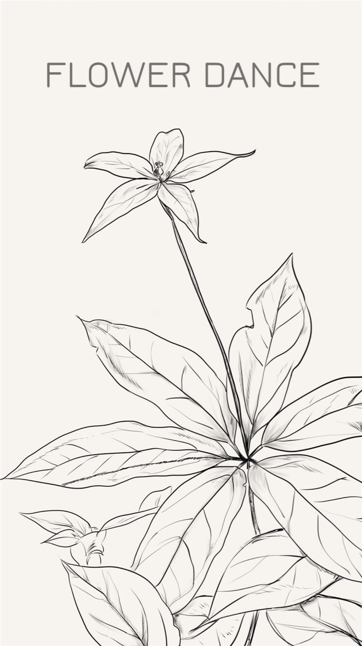 七叶一枝花-药用植物花谱-图片