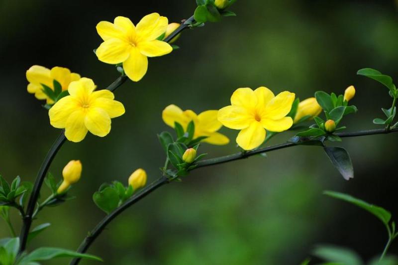 迎春花,花语:相爱到永远