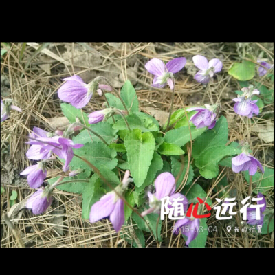 长萼堇菜