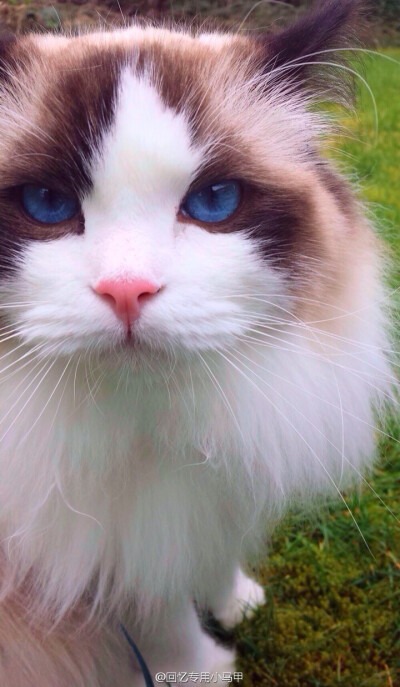 【立于风中的elsa】潇洒小姐 布偶猫 猫 宠物 动物 可爱 萌 眼睛 蓝色