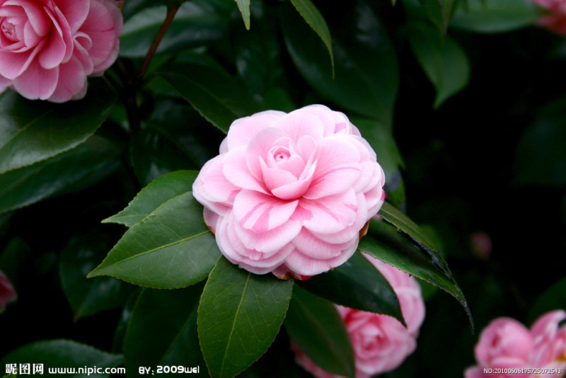 山茶花,花语:理想的爱,谦让