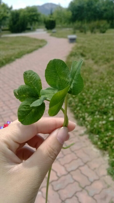 三角草的草