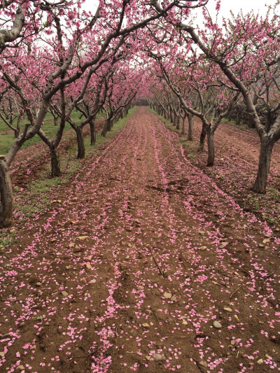 桃花落