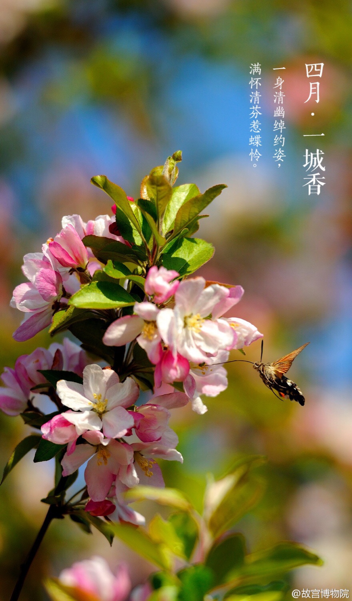 紫禁城【四月一城香海棠"枝间新绿一重重,小蕾深藏数点红.