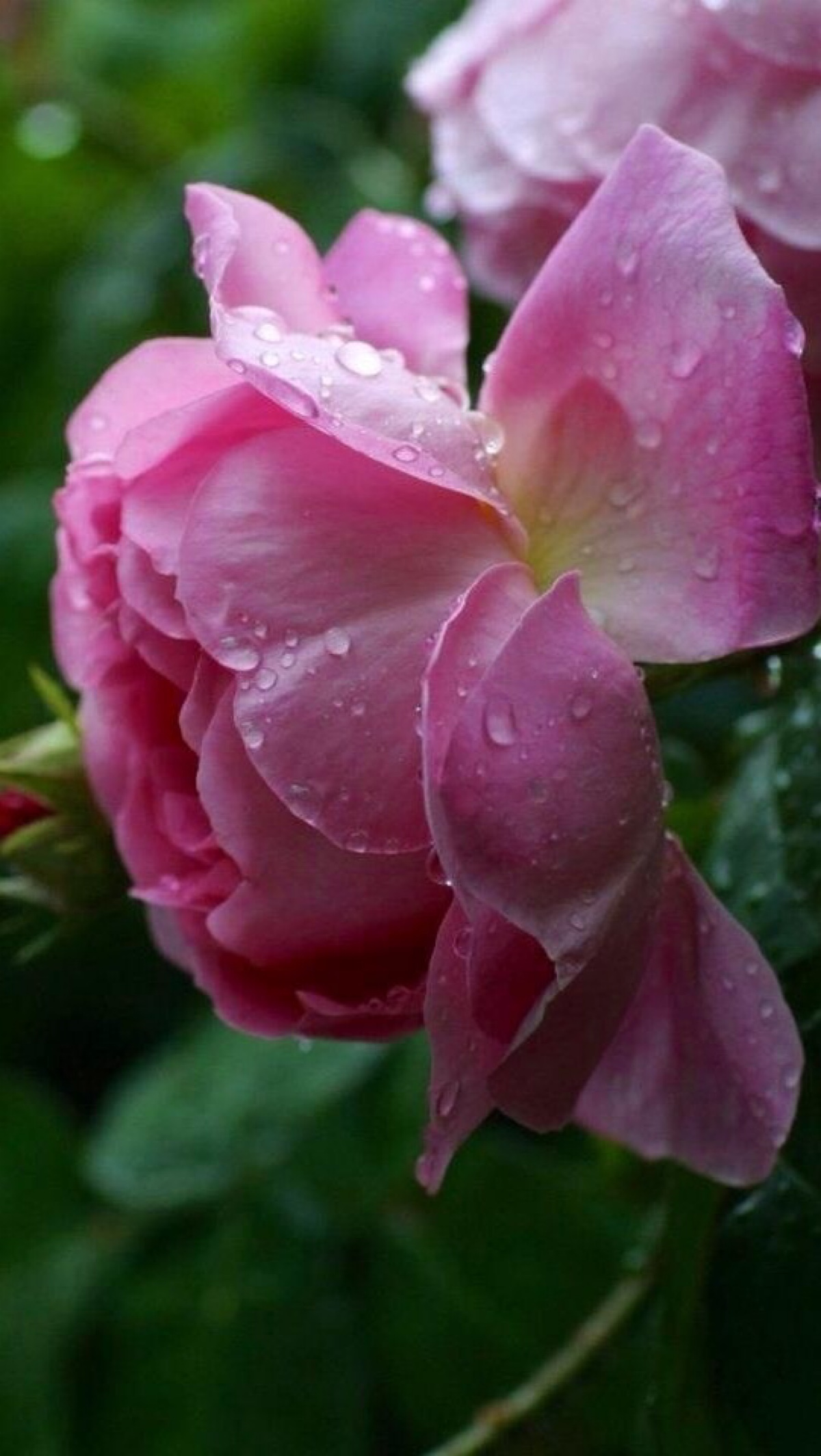 花#苹果6高清壁纸,iphone 6 plus高清壁纸,不是高清我不发,更多同