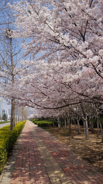 路边樱花