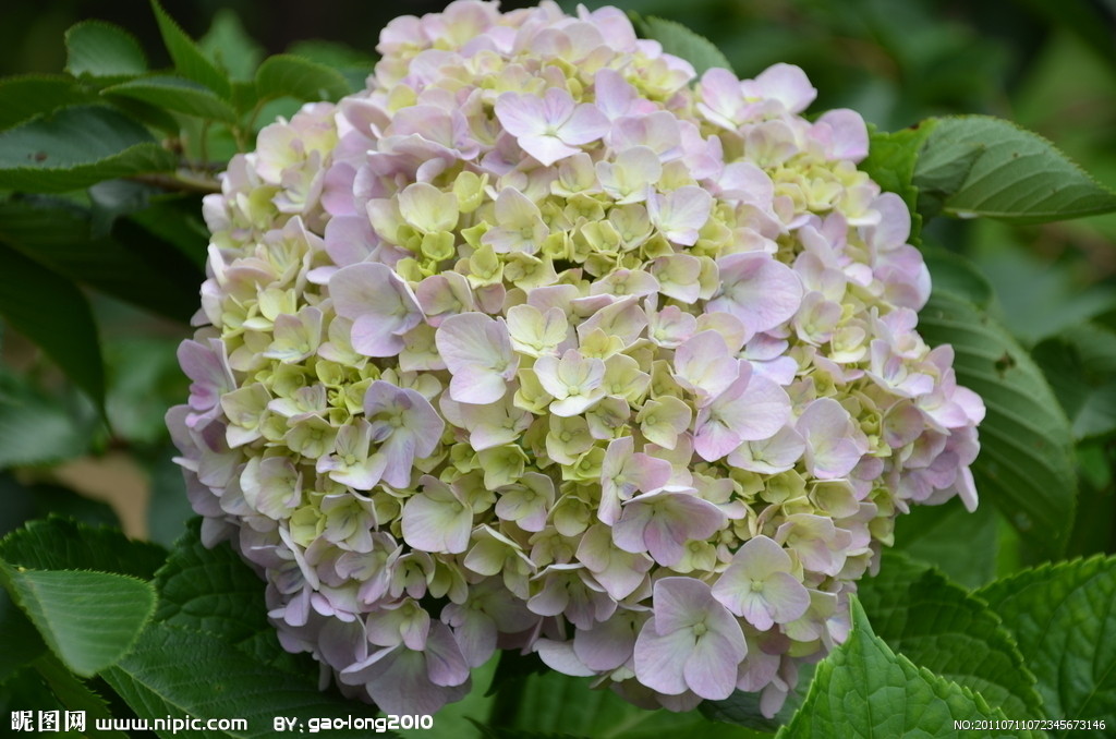 绣球花