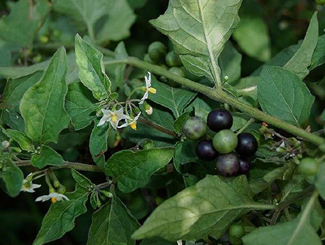 龙葵(学名:solanum nigrum l.