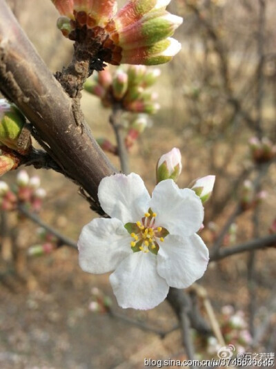 Cherry 堆糖 美图壁纸兴趣社区