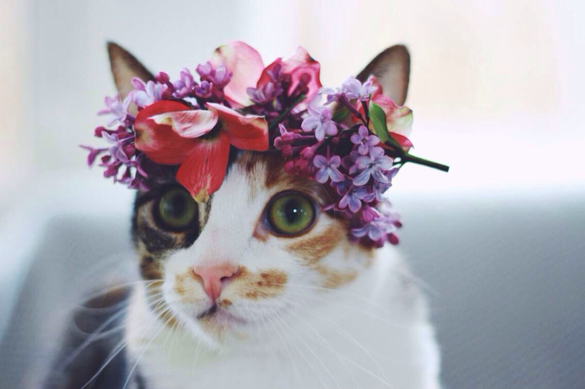猫咪 猫 宠物 萌物 可爱 花朵 花环 头饰 手机壁纸 桌面背景 女生